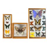 Three Framed Tropical Butterfly Specimen Displays