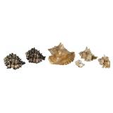 Group of Natural Murex and Queen Conch Shells