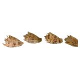 Four Imperial Volute Shells