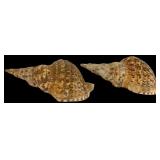 Two Large Unpolished Tritons Trumpet Shells