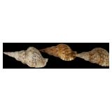 Three Charonia Tritonis Trumpet Sea Shells