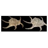 Two Chiragra Spider Conch Shells