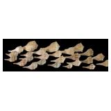 Group of Atlantic Whelk Specimen Shell