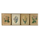 Set of Four Framed Botanical Lithographs