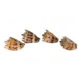 Trio of Imperial Volute Seashells