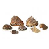 Seven Marine Gastropod Specimen Shells