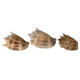 Three Imperial Volute Shells