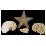 An Assortment of Marine Specimens