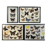Group of Riker Mount Butterfly Specimens