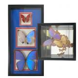 Two Framed Taxidermy Butterfly Specimen Displays