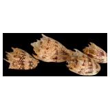 Four Imperial Volute Marine Gastropod Shells