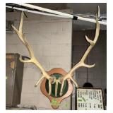ELK MOUNT - ANTLERS