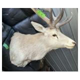 TAXIDERMY SHOULDER MOUNT OF A SIKA-FALLOW