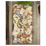 MIXED COLLECTION OF VARIOUS NATURAL SEASHELLS