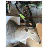 LIVINGSTON ELAND TAXIDERMY SHOULDER MOUNT
