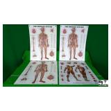 3B Scientific Lot of Human Musculature Charts & Ne