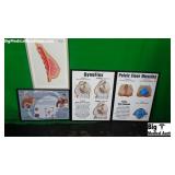 Lot Of Misc. Anatomy Displays