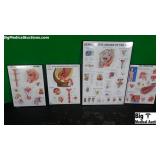 Lot Of Anatomy Display Charts