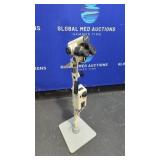 Leisegang Model: 103 Colposcopes