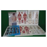 Lot of Body System Charts