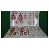 Lot of Body System Charts