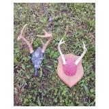 Mounted Deer Antlers