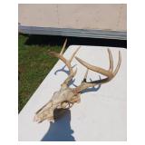 Whitetail Deer Skull with Antlers Attached