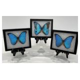 Vintage Butterfly Specimens, Morpho Didius