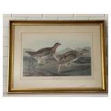 Framed Audubon Octavo Print Sharp Tailed Grouse
