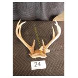 8 Point Deer Antlers w/Skull Cap