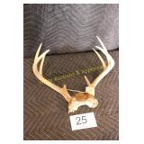 8 Point Deer Antlers w/Skull Cap