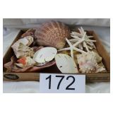 Decorative Nautical Collection of Shells, Etc.