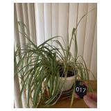 Spider Plant