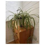 Spider Plant