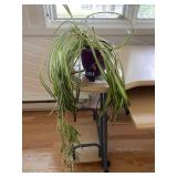 Spider Plant