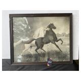 Wild Arabian Black & White Framed Print 22"x18"