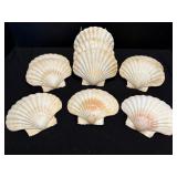 Sea Shells (12)