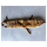 Vtg Fox Hide 48"