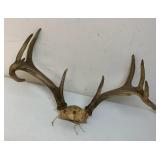 Deer antlers