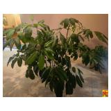 Large Indoor Plant & Potted Plant In Pedestal Planter