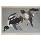 Audubon Engraving Audubon Engraving