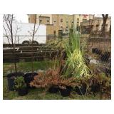 group of large potted annuals & perrineals