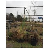 group of large potted annuals & perrineals