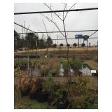 group of large potted annuals & perrineals