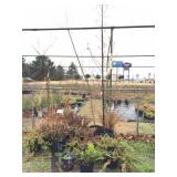 group of large potted annuals & perrineals