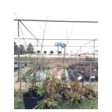 group of large potted annuals & perrineals