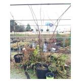 group of large potted annuals & perrineals