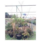 group of large potted annuals & perrineals