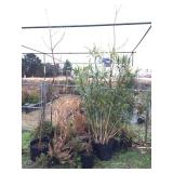 group of large potted annuals & perrineals