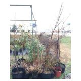 group of large potted annuals & perrineals